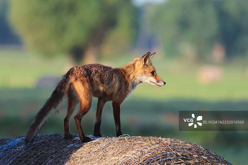 侧面视图的狐狸站在田野中的干草堆上图片素材