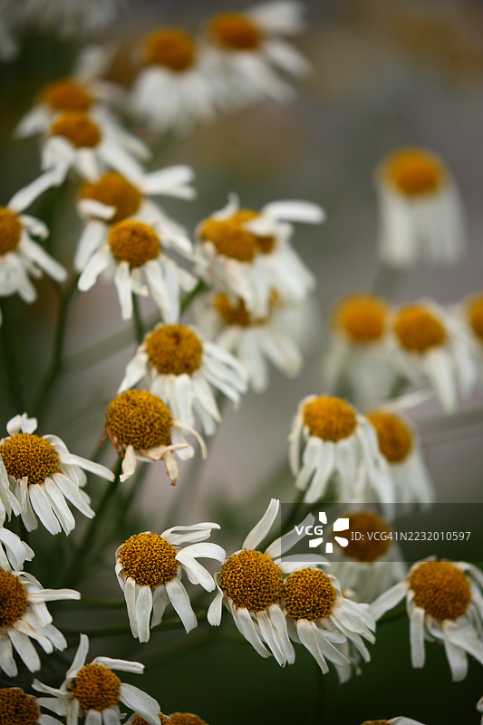 盛开的白色雏菊特写图片素材