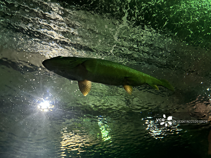 鱼在水下游动，水面上有倒影图片素材