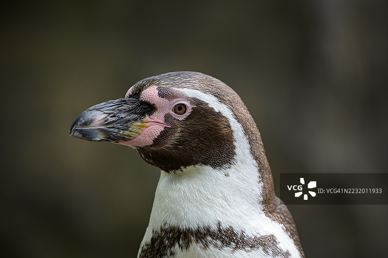 洪堡企鹅的特写镜头图片素材