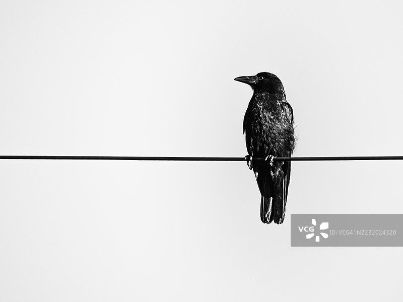 黑白图像中，一只乌鸦栖息在电线上，背景是晴朗的天空。图片素材