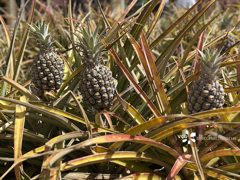 带刺叶子的田野中生长的菠萝图片素材
