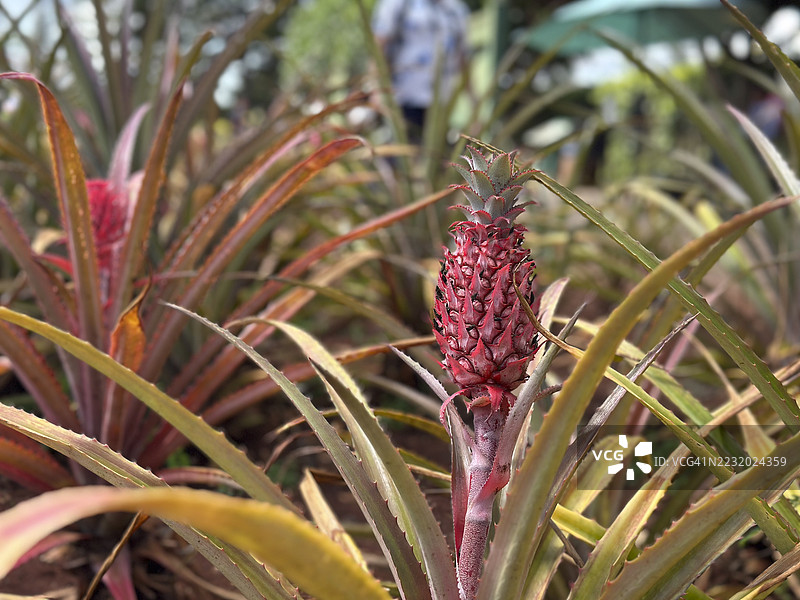 未成熟的菠萝在红绿色叶子的植物上生长图片素材
