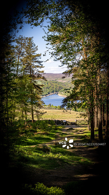 被森林树木环绕的湖泊风景，英国里彭图片素材