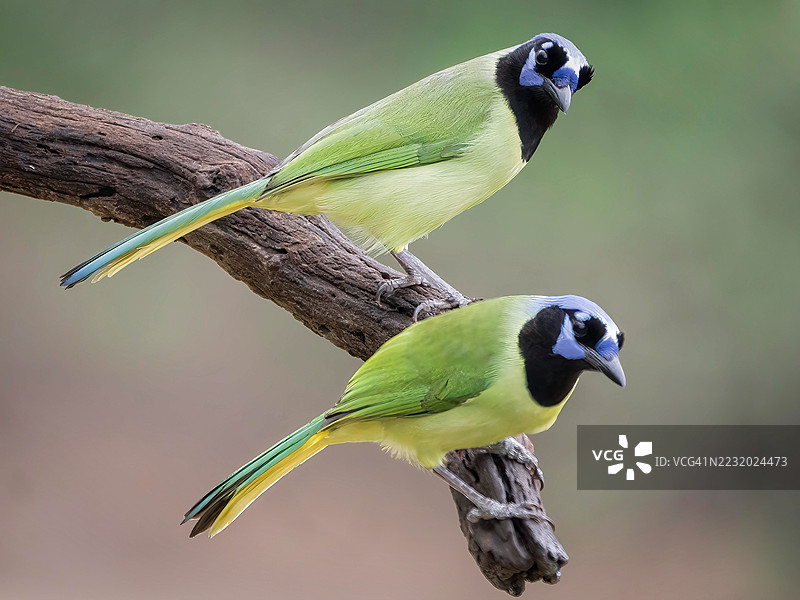 两只绿鹃鸟栖息在树枝上图片素材