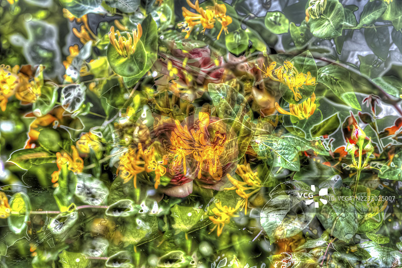 油画，多样的植物，橙色，黄色忍冬（Lonicera henryi），黄色花朵，绿色叶子，创意，混合不同植物，艺术拍摄，疏离，印象派艺术风格，生机勃勃的春季氛围，全面，疏离，密集的花海图片素材