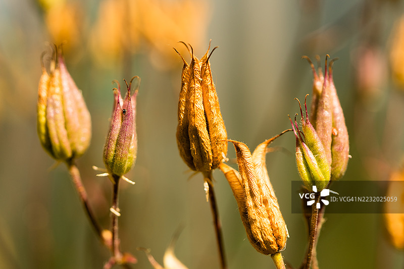 花园中枯萎种荚的特写图片素材