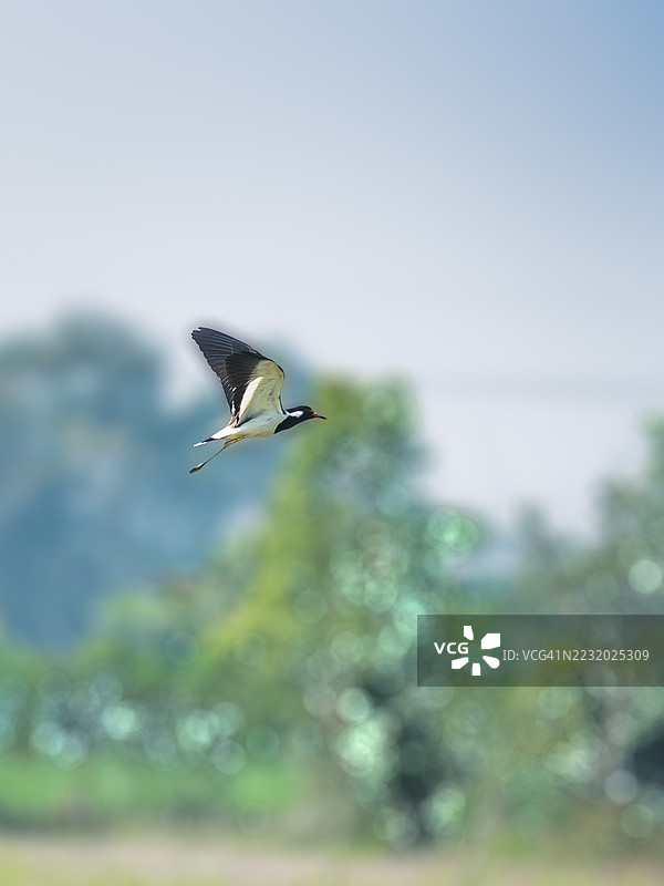 低角度视图下的红翅鹭在晴朗的天空中飞翔图片素材
