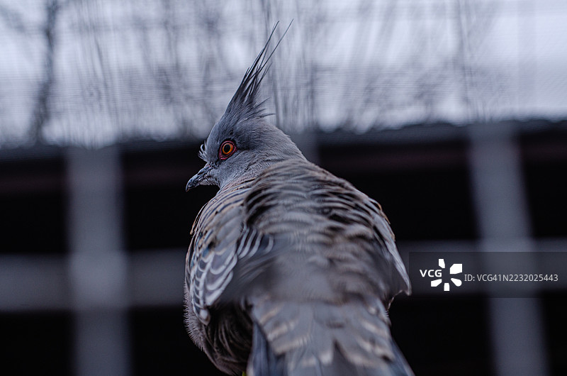 户外栖息的冠鸠特写镜头图片素材