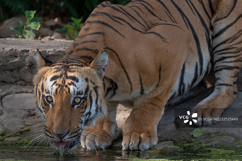 老虎在湖边饮水图片素材