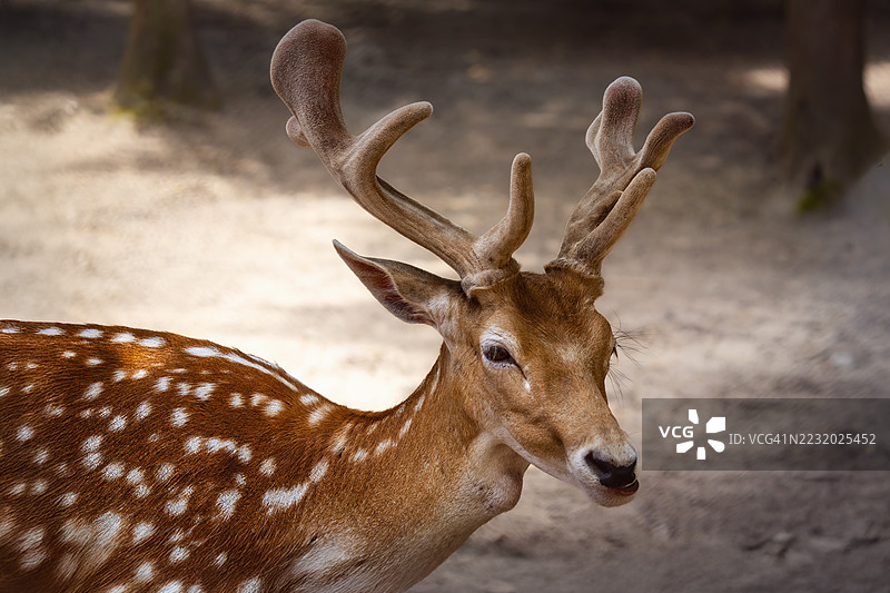 阳光明媚的森林中，带角的梅花鹿特写镜头图片素材
