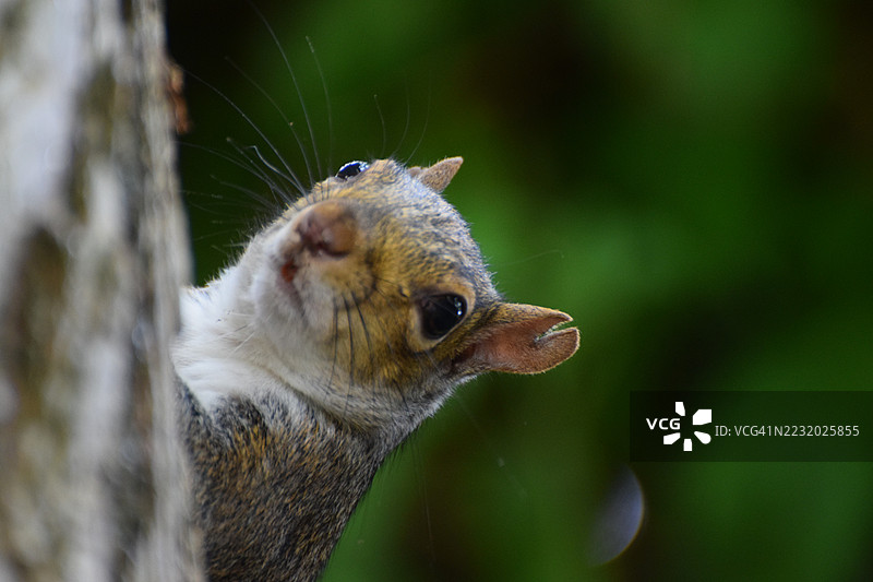 好奇的松鼠从树干后探出头来图片素材
