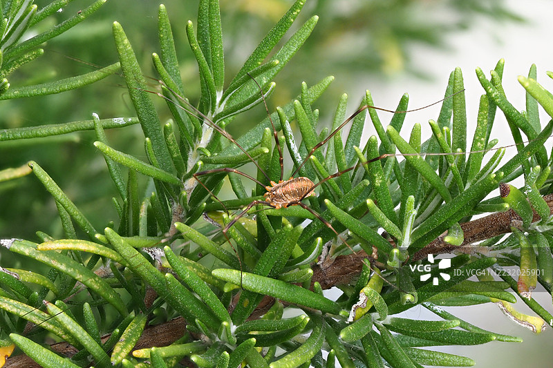 绿叶上的收获者特写镜头图片素材