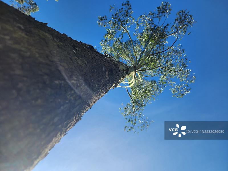 从下方仰望的雄伟树木与晴朗的蓝天相映成趣图片素材