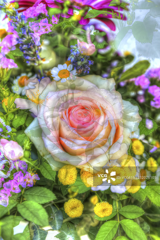 油画，玫瑰（粉色），粉色花朵，细腻的粉色，芬芳，轻盈，浪漫，各种色彩缤纷的花朵，贺卡主题，花卉图案，创意花卉，各种植物混合，艺术拍摄，紫色花朵孤立，植物，印象派艺术图片素材