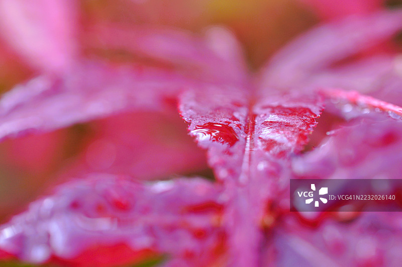 鲜艳粉色叶子的特写，带有水滴图片素材