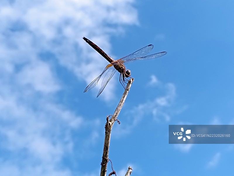 蜻蜓栖息在树枝上，背景是蓝天图片素材