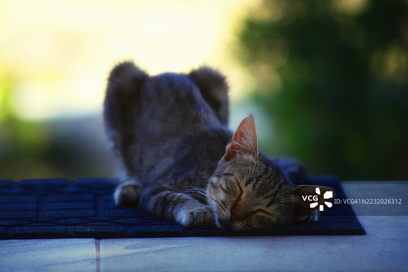 在挡土墙上睡觉的小猫图片素材