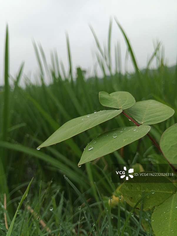 露珠覆盖的叶子在郁郁葱葱的绿色田野中图片素材