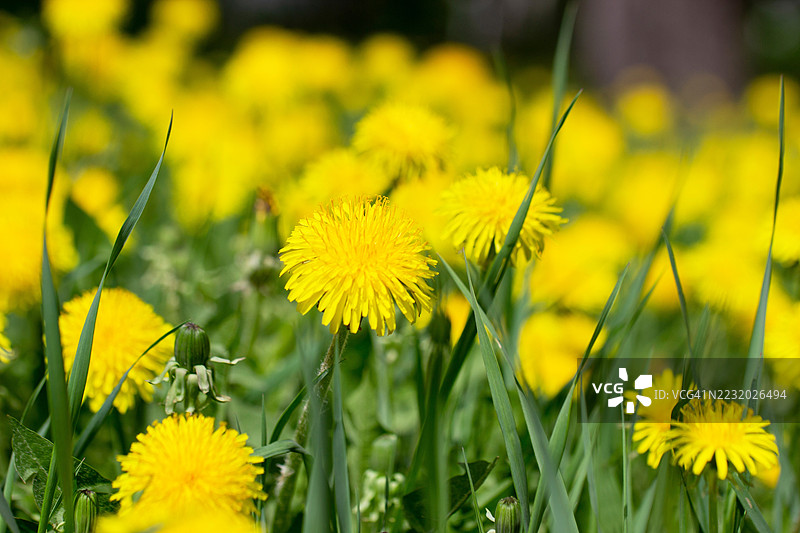 生机勃勃的黄色蒲公英在田野中盛开图片素材