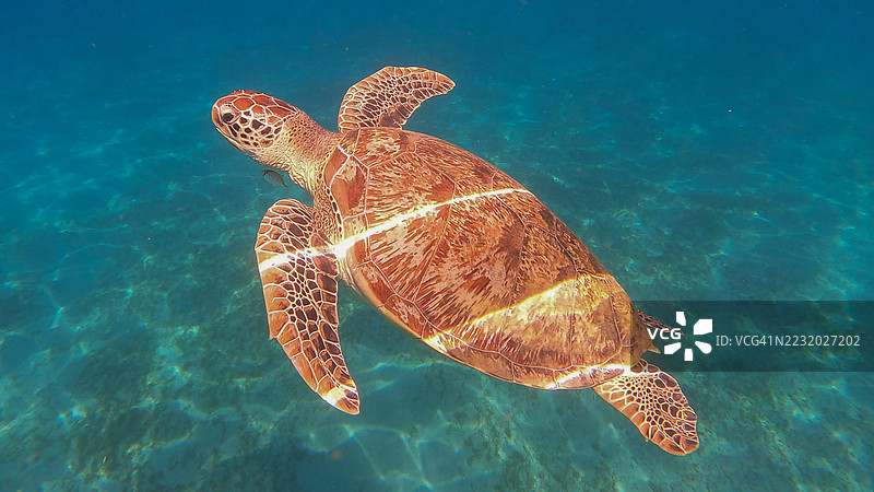 海龟在水下优雅地游泳图片素材