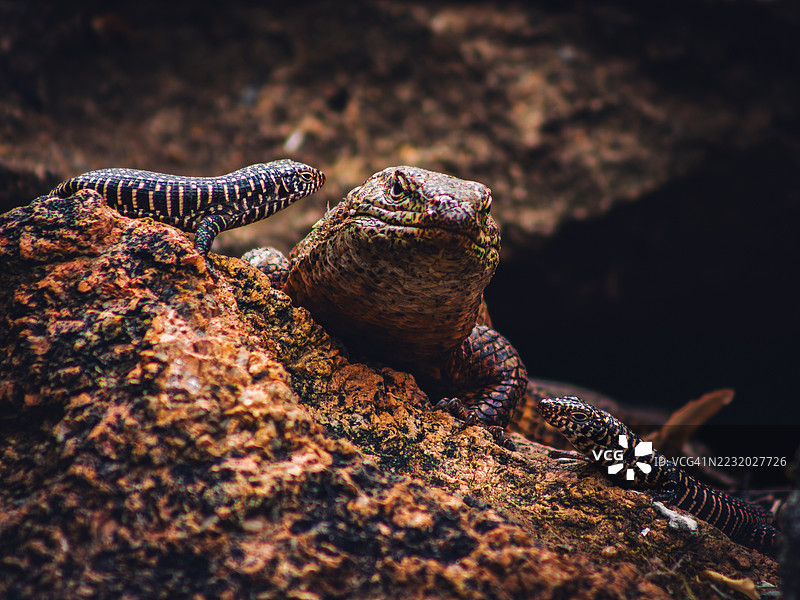 两只蜥蜴在自然栖息地的岩石上特写图片素材