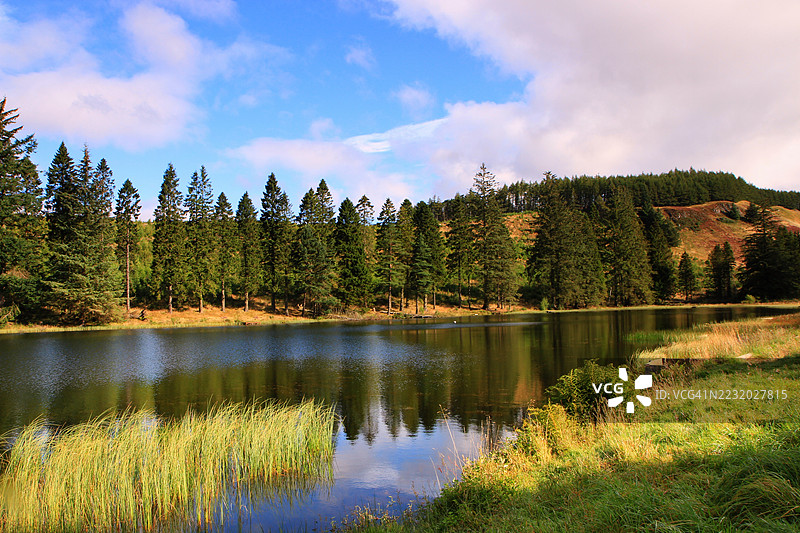 宁静的湖泊被松树环绕，蓝天映衬。图片素材