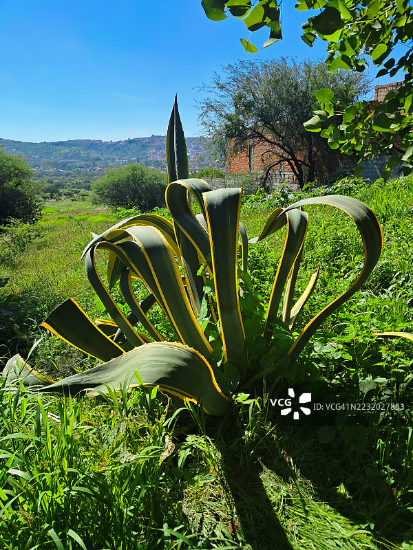 在晴朗蓝天下的郁郁葱葱的绿色田野中的龙舌兰植物图片素材