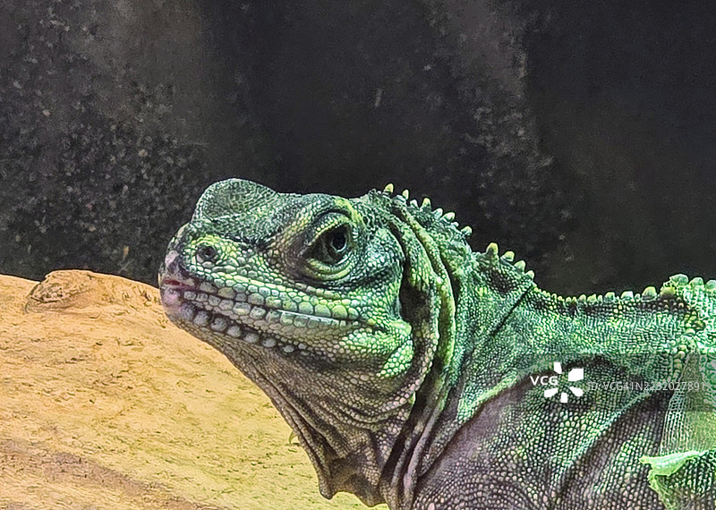 岩石上的绿鬣蜥特写镜头图片素材