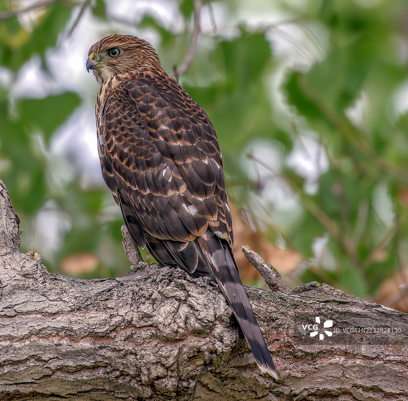 森林中栖息在树枝上的鹰的特写镜头图片素材
