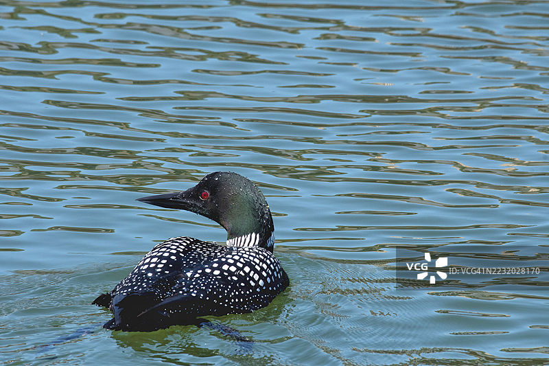 普通潜鸟在湖中游泳图片素材