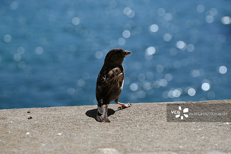 海边混凝土墙上的麻雀图片素材