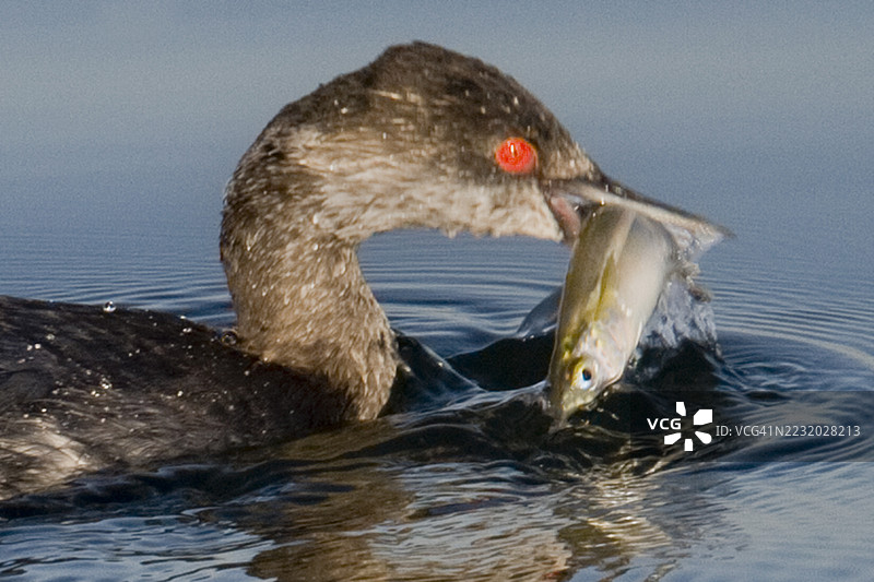 角鸊鷉嘴里叼着鱼的特写镜头图片素材