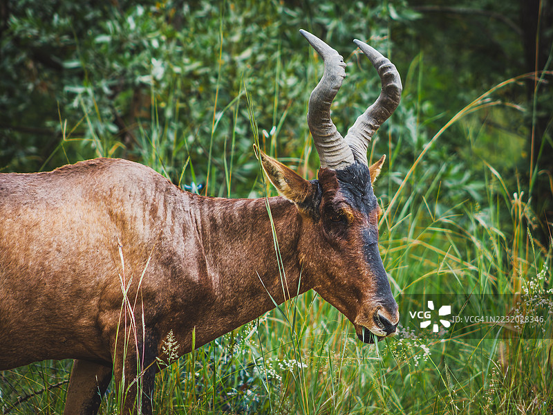 侧面视角的哈特比斯在郁郁葱葱的草地上吃草图片素材