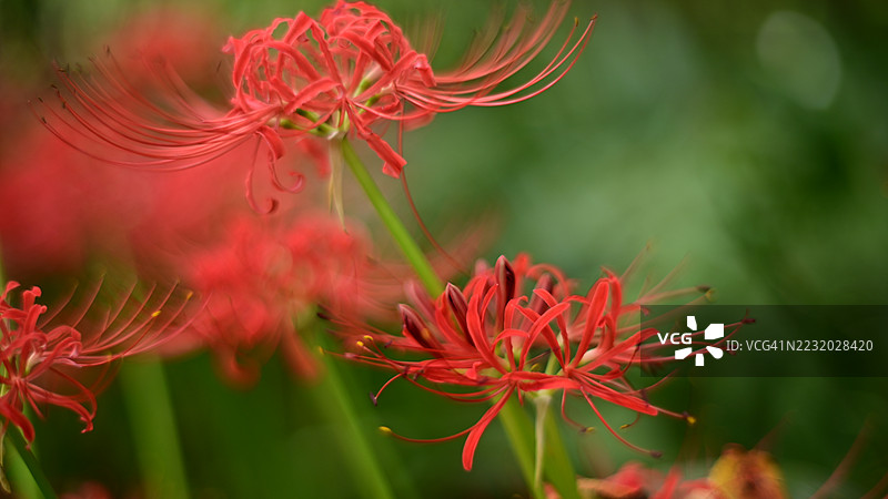 盛开的红蜘蛛百合花特写图片素材