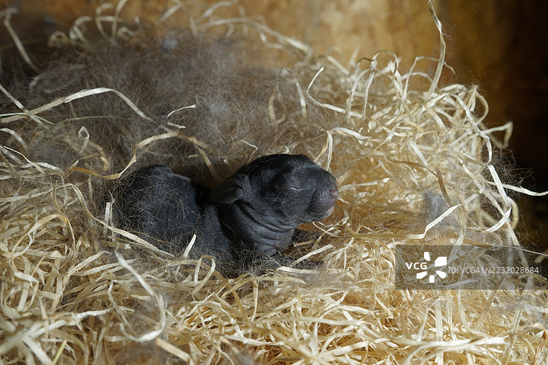 新生的小兔子蜷缩在稻草床上图片素材