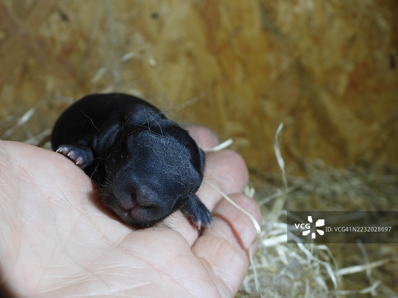 新生的小黑兔在人的手中休息图片素材