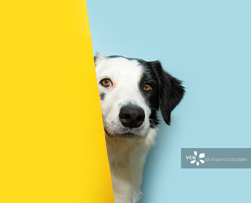 边境牧羊犬从黄色面板后面探出头来图片素材