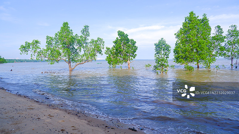浅海水域中的红树林图片素材