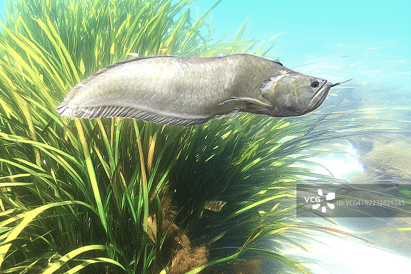 清澈水域中，一条鱼在水生植物附近游动的特写镜头图片素材