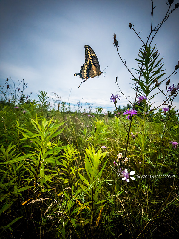 在草地上飞舞的蝴蝶与野花相伴图片素材