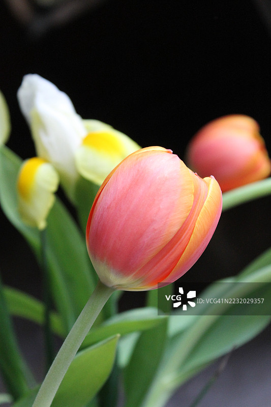 粉色和黄色郁金香的特写镜头图片素材