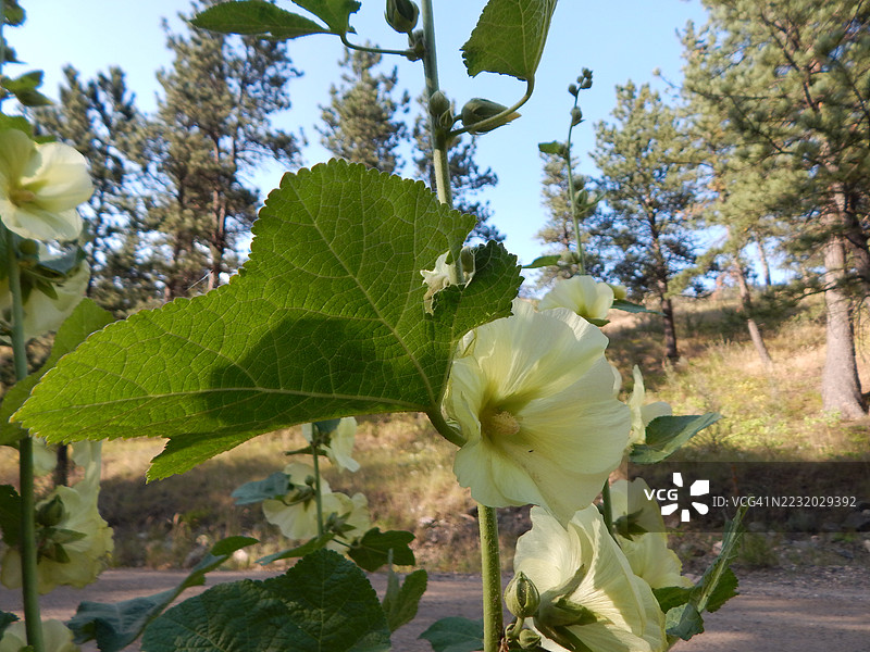 森林环境中的黄色锦葵花特写图片素材