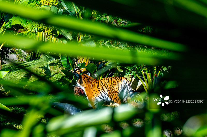 老虎站在郁郁葱葱的绿树丛中图片素材