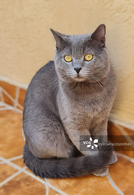 坐在瓷砖地板上的灰色猫图片素材