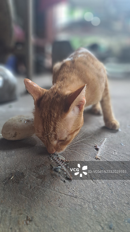 姜黄色猫在混凝土地板上吃鱼骨头图片素材