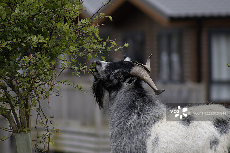 山羊在木屋附近吃树叶图片素材