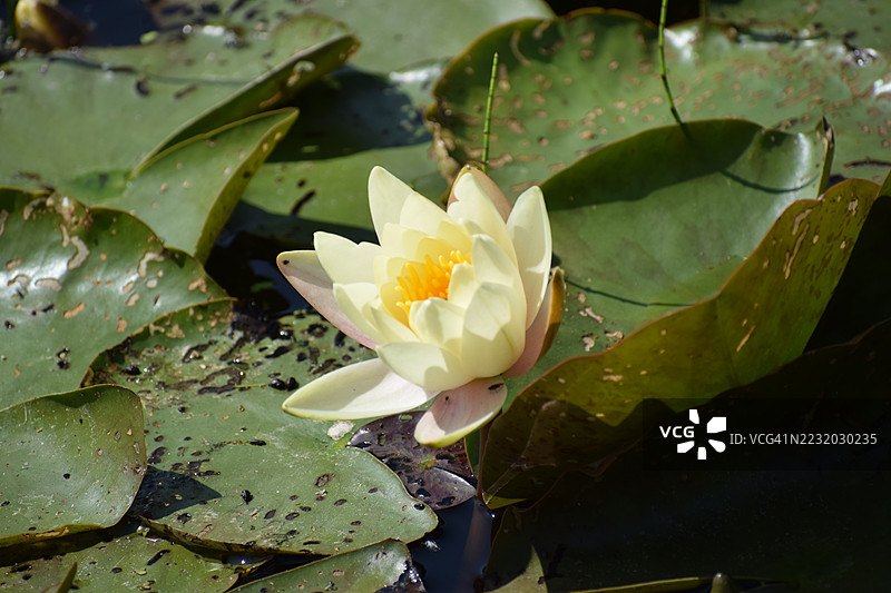 宁静湖泊中盛开的莲花特写图片素材