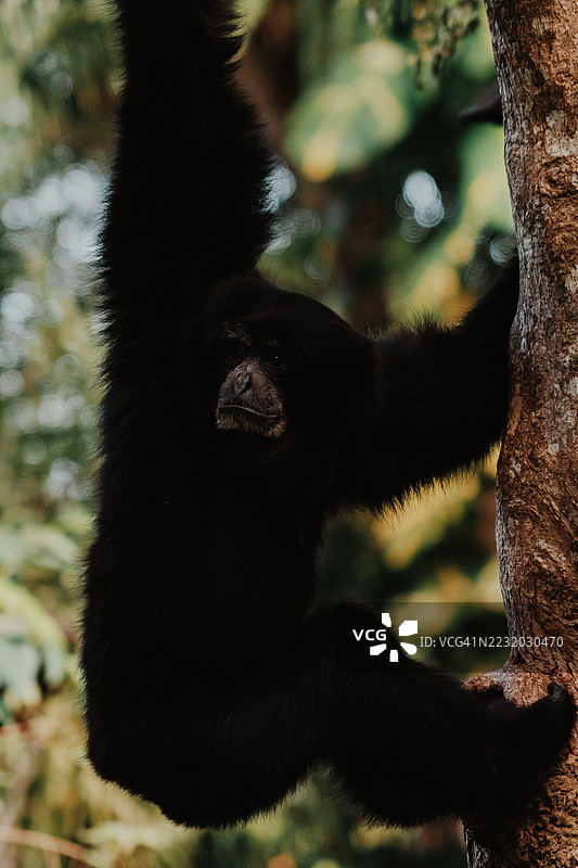 森林中悬挂在树上的大猩猩图片素材