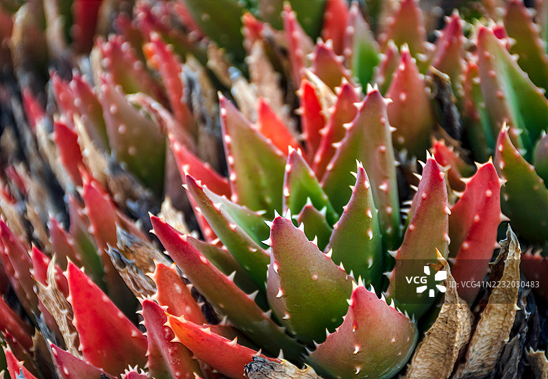 鲜艳的多肉植物特写，红绿相间的叶子图片素材